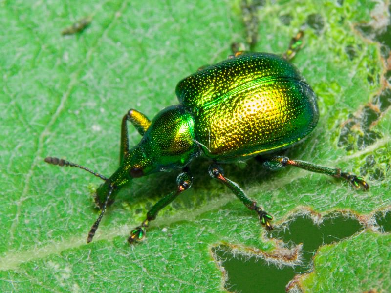 Byctiscus betulae (Linnaeus, 1758)